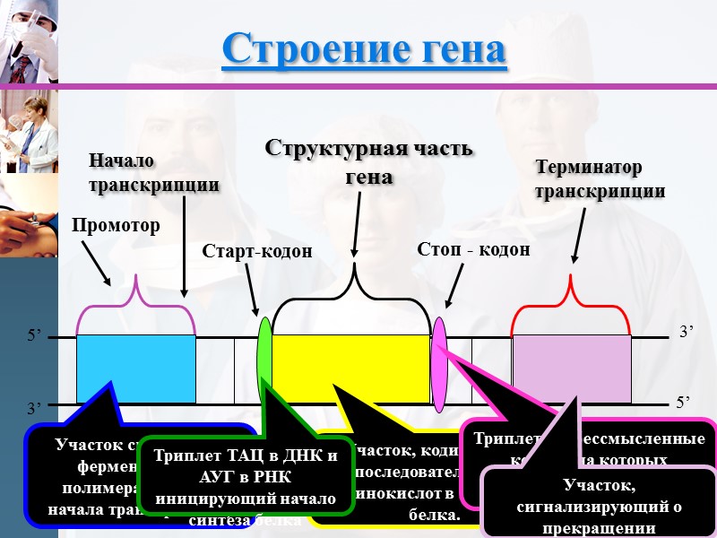 Структурная часть гена Промотор Начало транскрипции Старт-кодон Стоп - кодон 5’ 3’ 3’ 5’